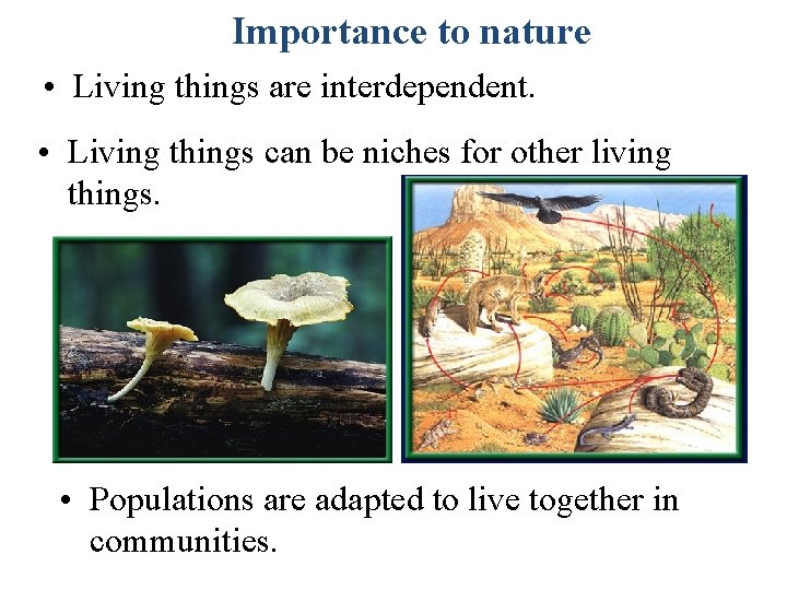 Importance to nature • Living things are interdependent. • Living things can be niches