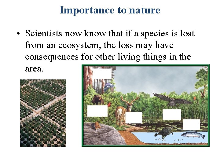 Importance to nature • Scientists now know that if a species is lost from