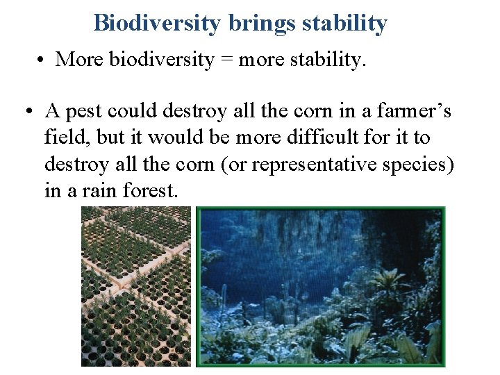 Biodiversity brings stability • More biodiversity = more stability. • A pest could destroy