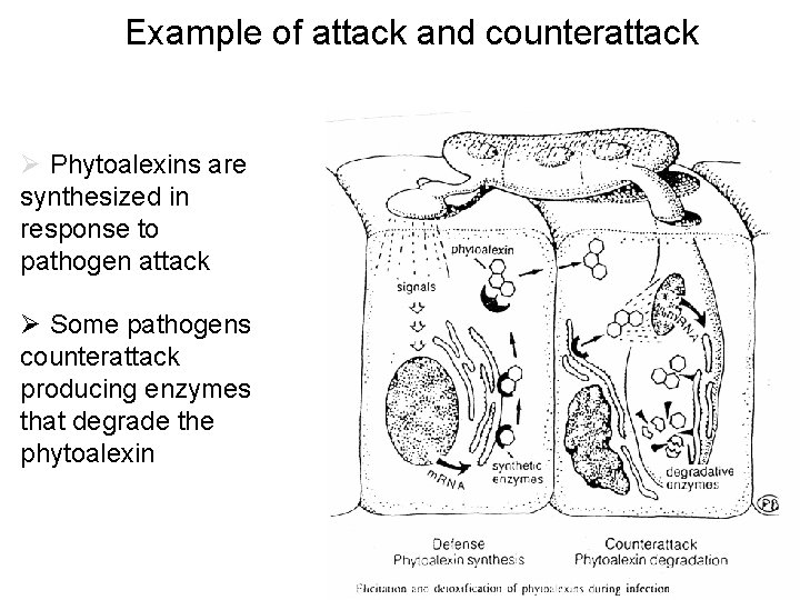 Example of attack and counterattack Ø Phytoalexins are synthesized in response to pathogen attack