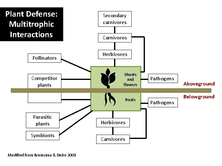 Plant Defense: Multitrophic Interactions Pollinators Competitor plants Secondary carnivores Carnivores Herbivores Shoots and flowers