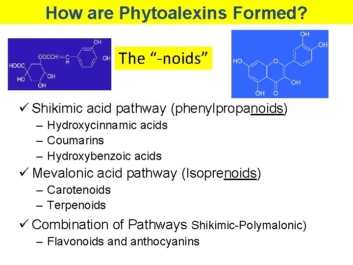 How are Phytoalexins Formed? The “-noids” ü Shikimic acid pathway (phenylpropanoids) – Hydroxycinnamic acids