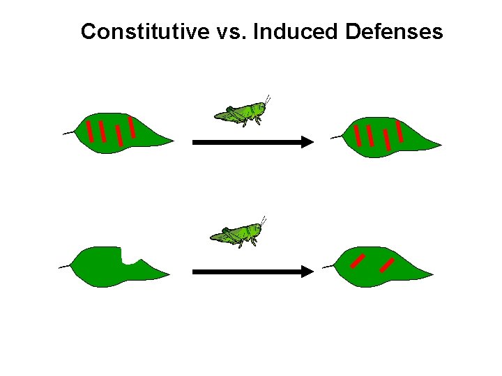 Constitutive vs. Induced Defenses Constitutive defense always present Induced defense - synthesized in response