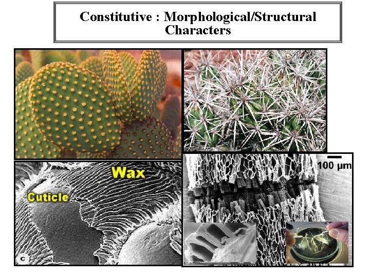 Constitutive : Morphological/Structural Characters 