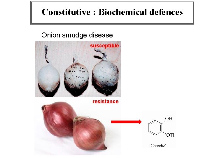 Constitutive : Biochemical defences Onion smudge disease susceptible resistance 