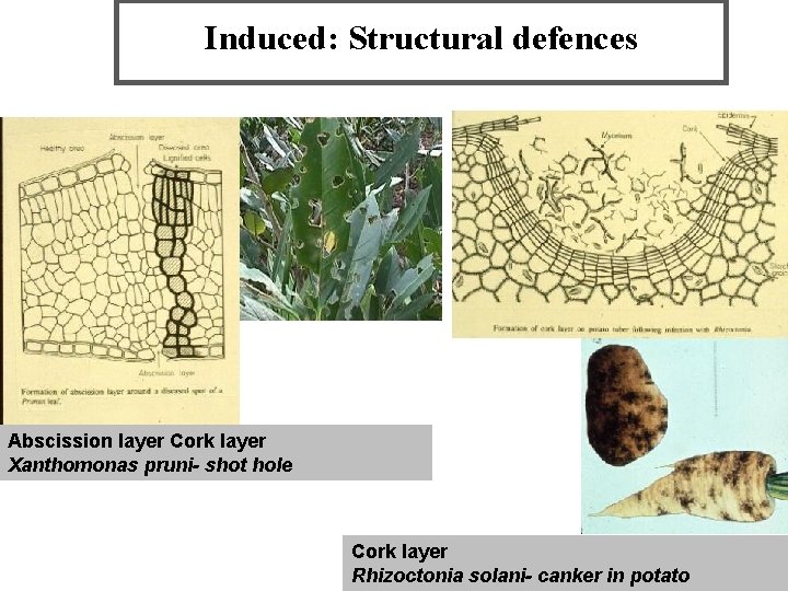 Induced: Structural defences Abscission layer Cork layer Xanthomonas pruni- shot hole Cork layer Rhizoctonia