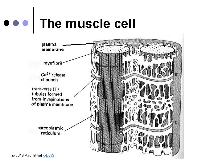 The muscle cell plasma membrane © 2016 Paul Billiet ODWS 