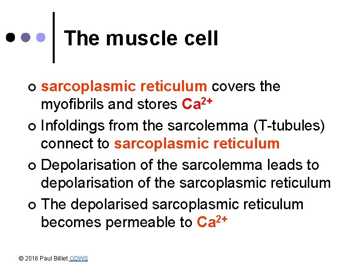 The muscle cell sarcoplasmic reticulum covers the myofibrils and stores Ca 2+ ¢ Infoldings