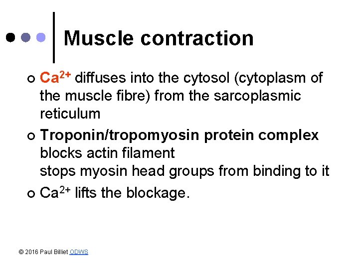 Muscle contraction Ca 2+ diffuses into the cytosol (cytoplasm of the muscle fibre) from