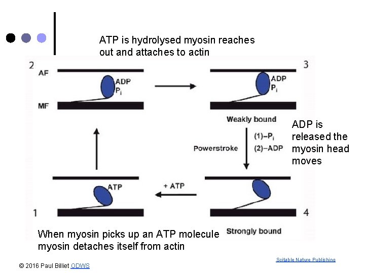 ATP is hydrolysed myosin reaches out and attaches to actin ADP is released the