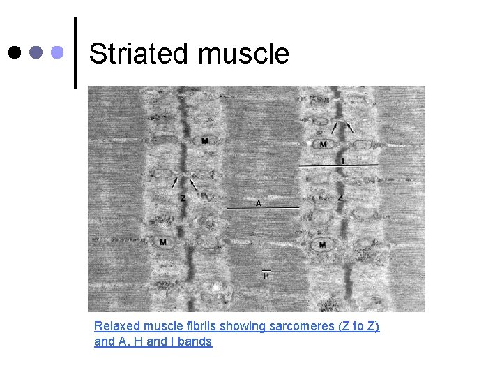 Striated muscle Relaxed muscle fibrils showing sarcomeres (Z to Z) and A, H and