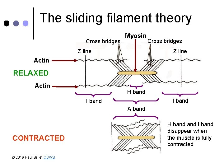 The sliding filament theory Cross bridges Myosin Cross bridges Z line Actin RELAXED Actin