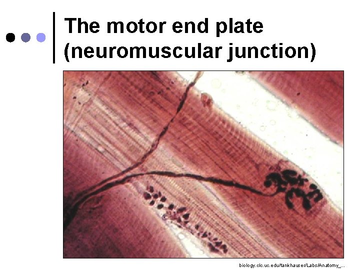 The motor end plate (neuromuscular junction) biology. clc. uc. edu/fankhauser/Labs/Anatomy_. . . 
