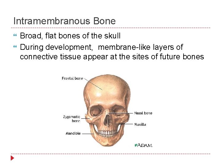 Intramembranous Bone Broad, flat bones of the skull During development, membrane-like layers of connective