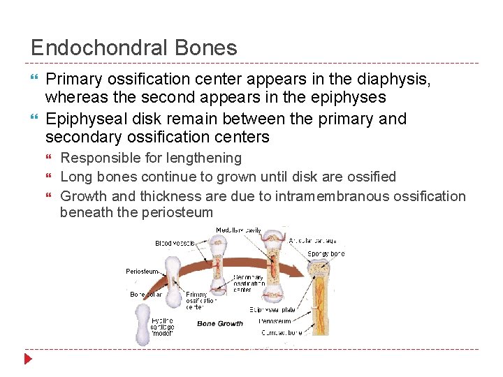 Endochondral Bones Primary ossification center appears in the diaphysis, whereas the second appears in