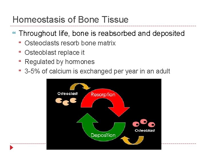 Homeostasis of Bone Tissue Throughout life, bone is reabsorbed and deposited Osteoclasts resorb bone