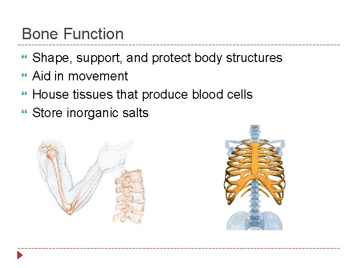 Bone Function Shape, support, and protect body structures Aid in movement House tissues that