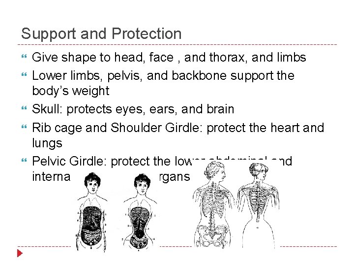 Support and Protection Give shape to head, face , and thorax, and limbs Lower