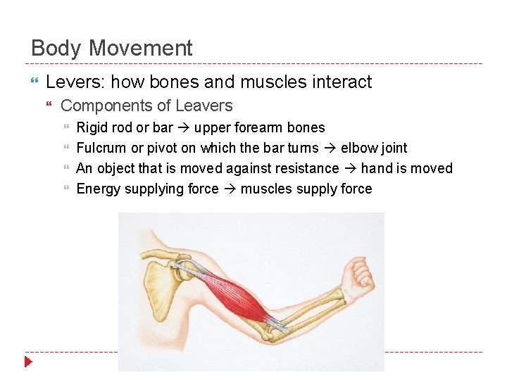 Body Movement Levers: how bones and muscles interact Components of Leavers Rigid rod or