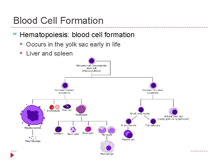 Blood Cell Formation Hematopoiesis: blood cell formation Occurs in the yolk sac early in