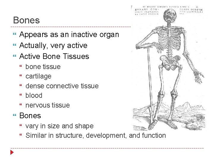 Bones Appears as an inactive organ Actually, very active Active Bone Tissues bone tissue