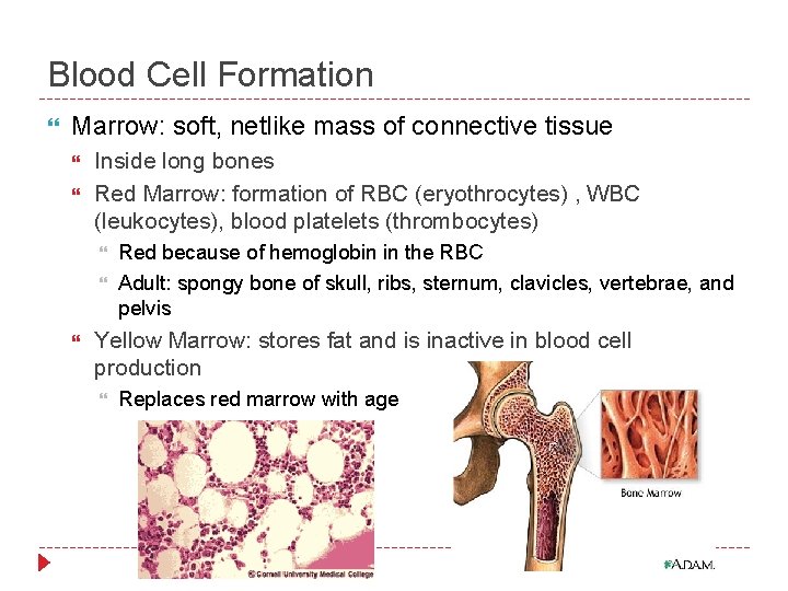 Blood Cell Formation Marrow: soft, netlike mass of connective tissue Inside long bones Red