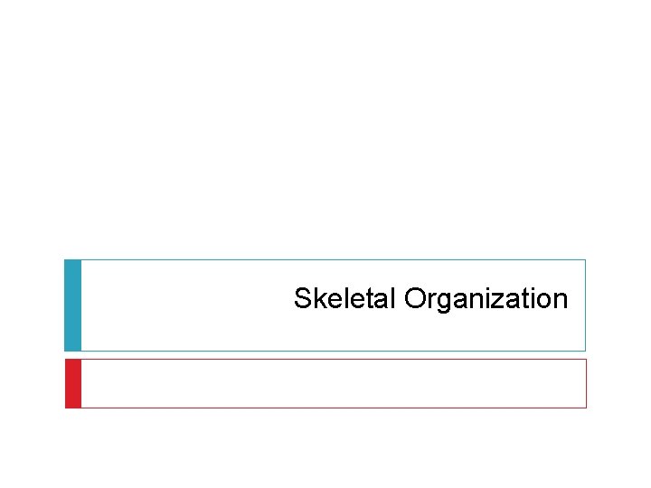 Skeletal Organization 
