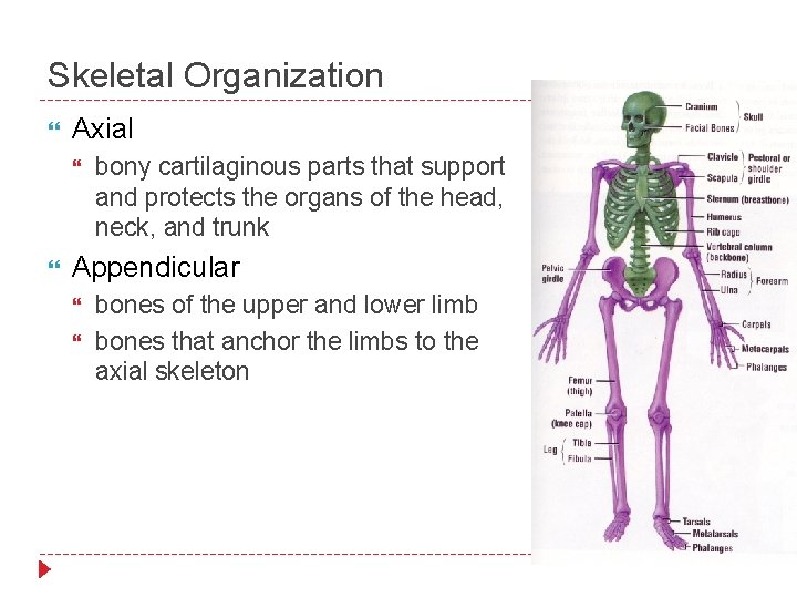 Skeletal Organization Axial bony cartilaginous parts that support and protects the organs of the
