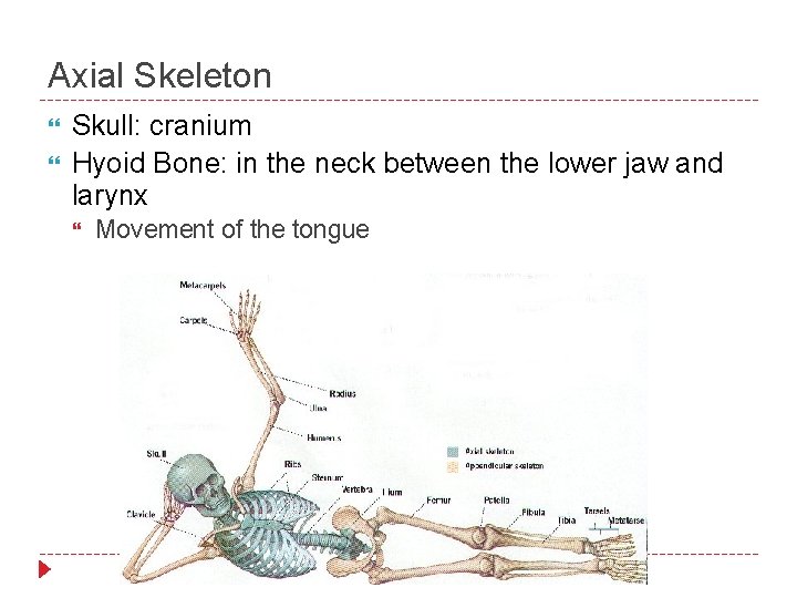 Axial Skeleton Skull: cranium Hyoid Bone: in the neck between the lower jaw and
