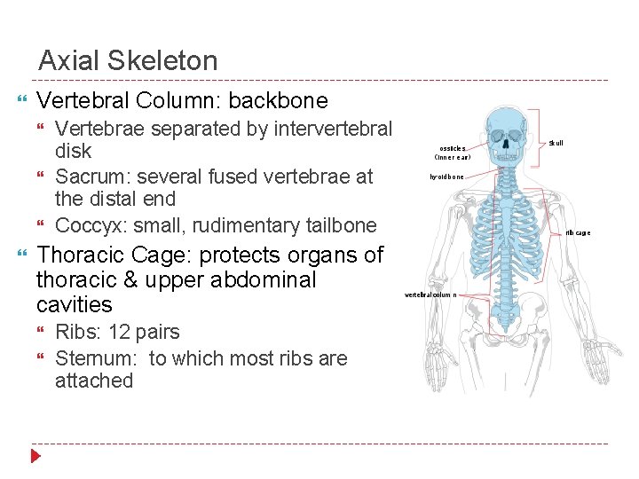 Axial Skeleton Vertebral Column: backbone Vertebrae separated by intervertebral disk Sacrum: several fused vertebrae