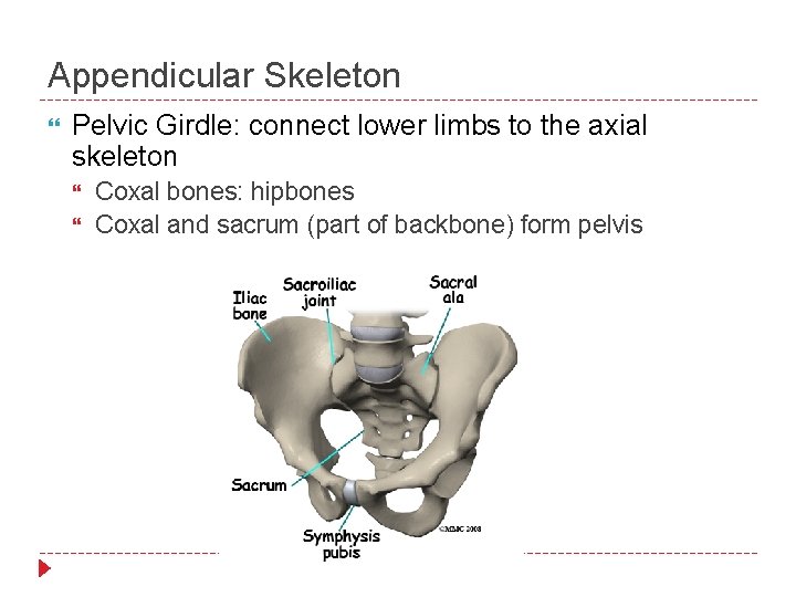 Appendicular Skeleton Pelvic Girdle: connect lower limbs to the axial skeleton Coxal bones: hipbones