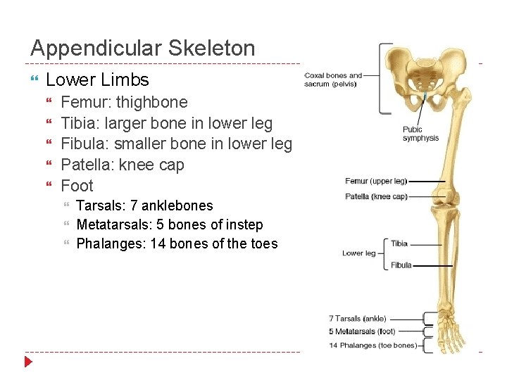 Appendicular Skeleton Lower Limbs Femur: thighbone Tibia: larger bone in lower leg Fibula: smaller