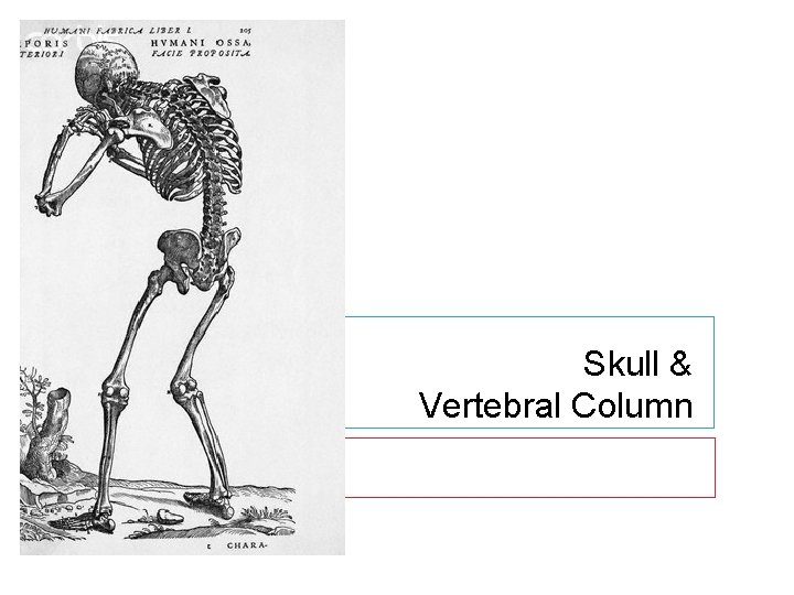Skull & Vertebral Column 