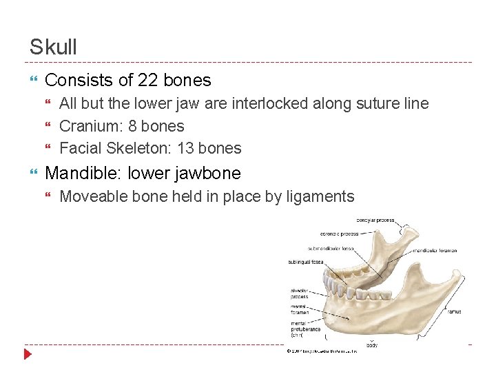 Skull Consists of 22 bones All but the lower jaw are interlocked along suture