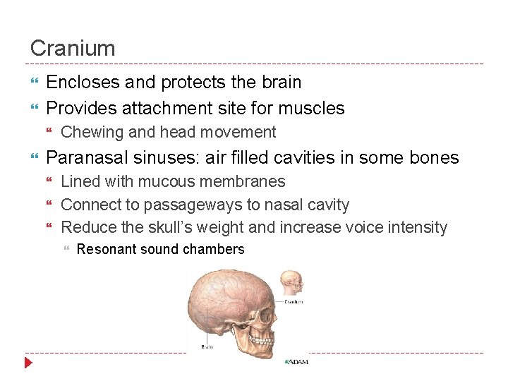 Cranium Encloses and protects the brain Provides attachment site for muscles Chewing and head