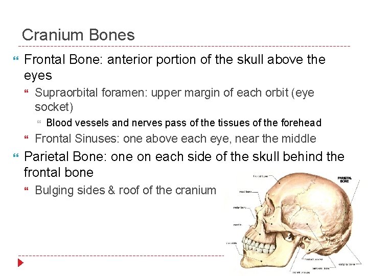 Cranium Bones Frontal Bone: anterior portion of the skull above the eyes Supraorbital foramen: