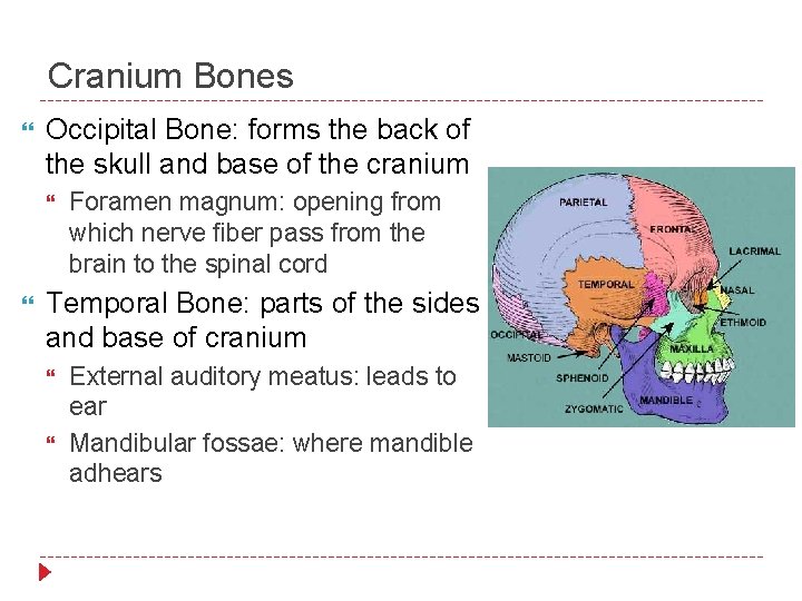 Cranium Bones Occipital Bone: forms the back of the skull and base of the