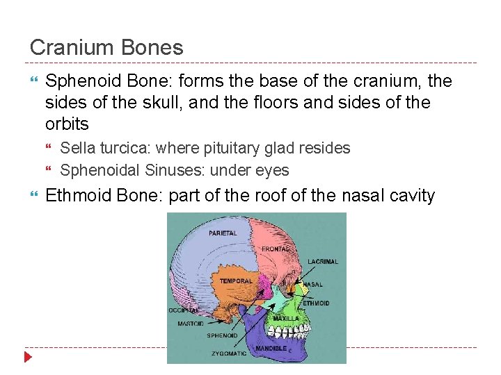 Cranium Bones Sphenoid Bone: forms the base of the cranium, the sides of the