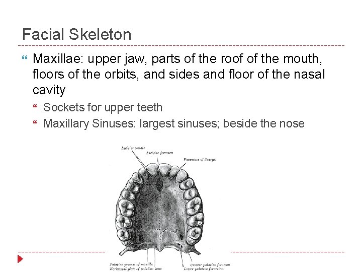 Facial Skeleton Maxillae: upper jaw, parts of the roof of the mouth, floors of