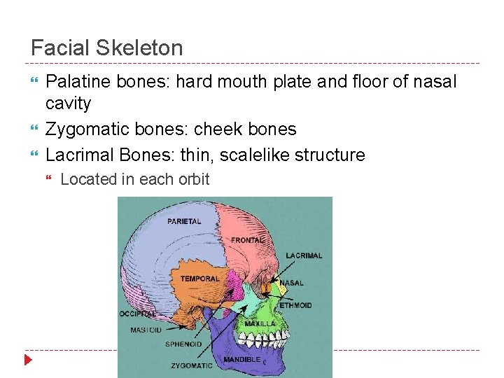Facial Skeleton Palatine bones: hard mouth plate and floor of nasal cavity Zygomatic bones: