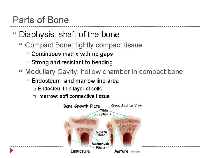 Parts of Bone Diaphysis: shaft of the bone Compact Bone: tightly compact tissue Continuous