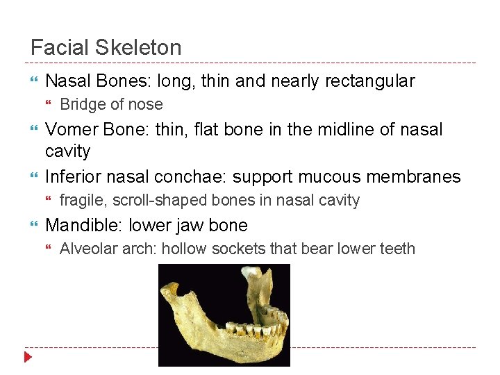 Facial Skeleton Nasal Bones: long, thin and nearly rectangular Vomer Bone: thin, flat bone
