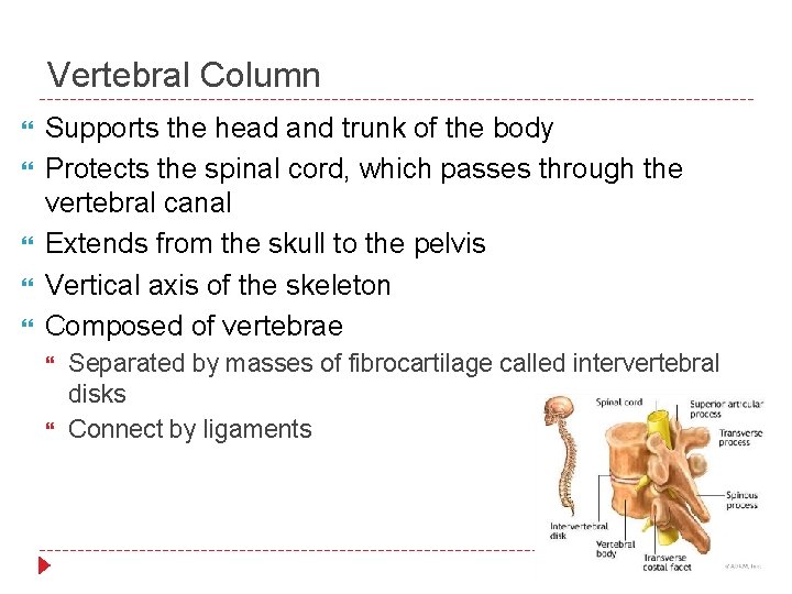 Vertebral Column Supports the head and trunk of the body Protects the spinal cord,