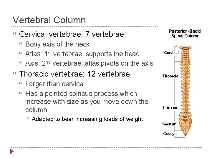 Vertebral Column Cervical vertebrae: 7 vertebrae Bony axis of the neck Atlas: 1 st
