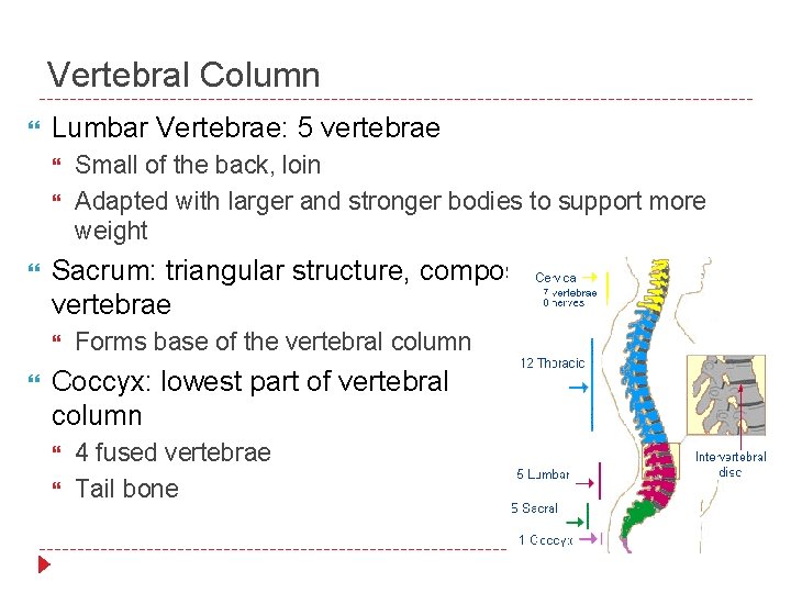 Vertebral Column Lumbar Vertebrae: 5 vertebrae Sacrum: triangular structure, composed of five fused vertebrae