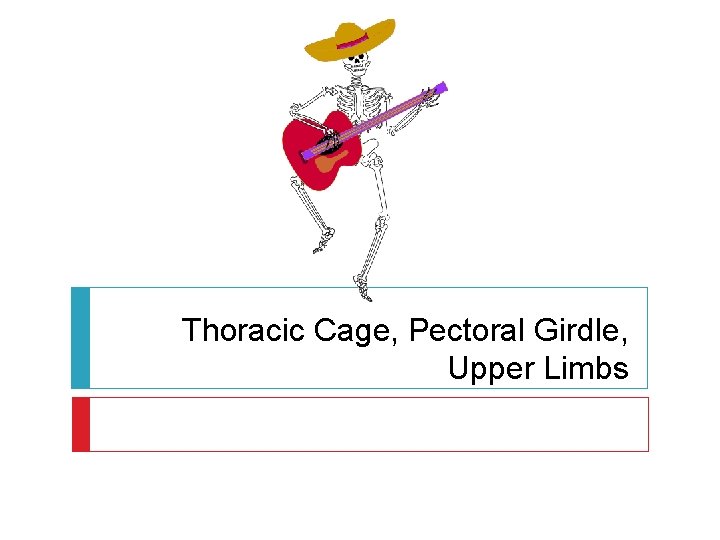 Thoracic Cage, Pectoral Girdle, Upper Limbs 