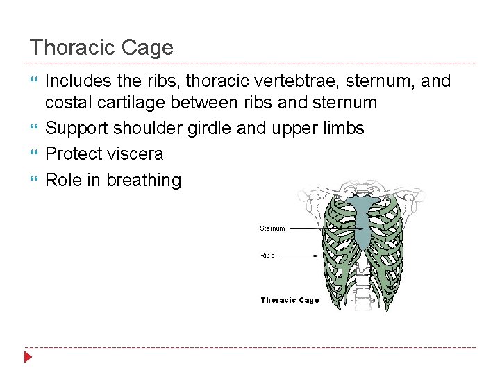 Thoracic Cage Includes the ribs, thoracic vertebtrae, sternum, and costal cartilage between ribs and
