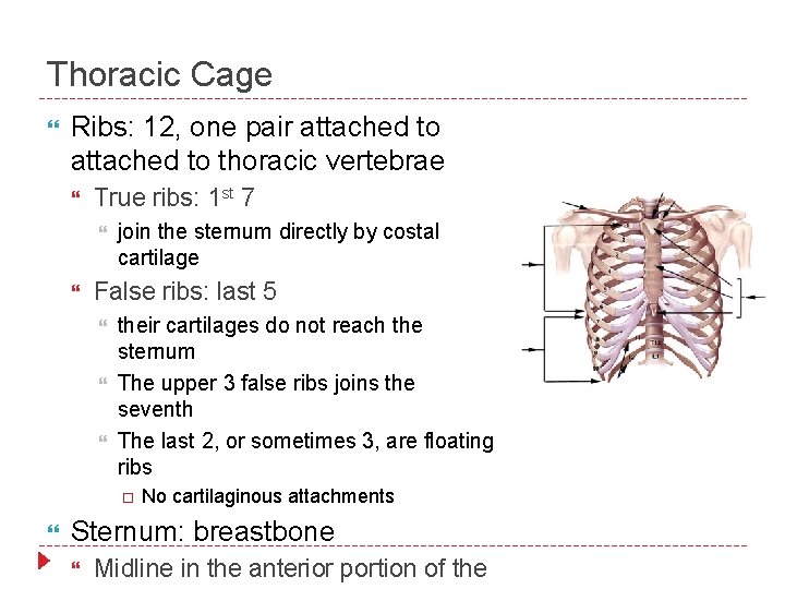 Thoracic Cage Ribs: 12, one pair attached to thoracic vertebrae True ribs: 1 st