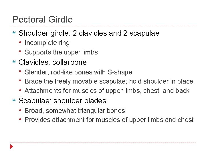 Pectoral Girdle Shoulder girdle: 2 clavicles and 2 scapulae Clavicles: collarbone Incomplete ring Supports