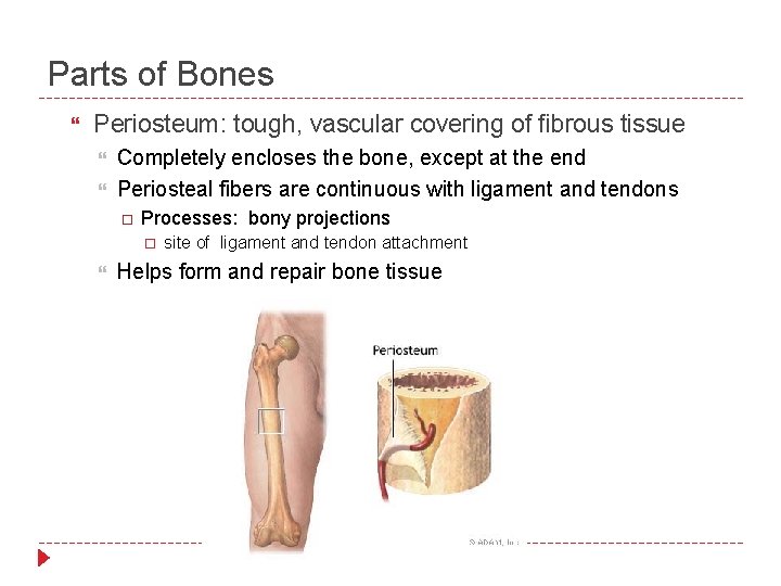Parts of Bones Periosteum: tough, vascular covering of fibrous tissue Completely encloses the bone,